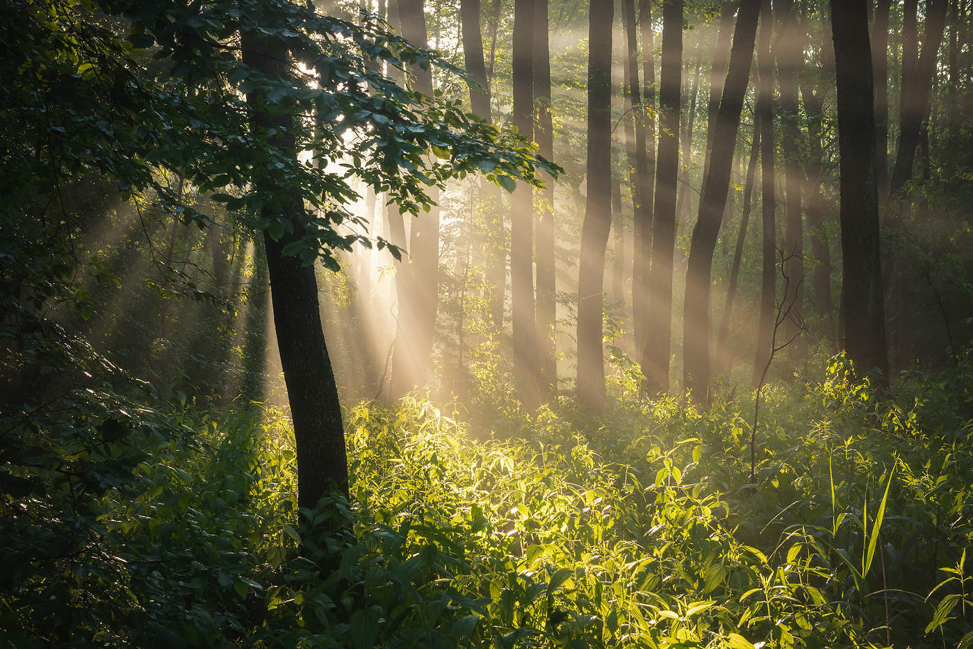 В утреннем свете