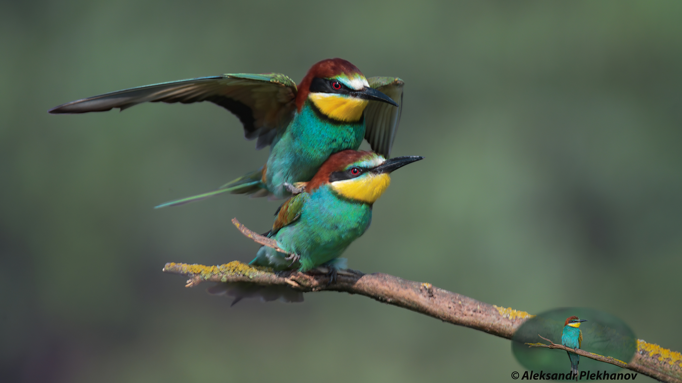 На крыльях любви