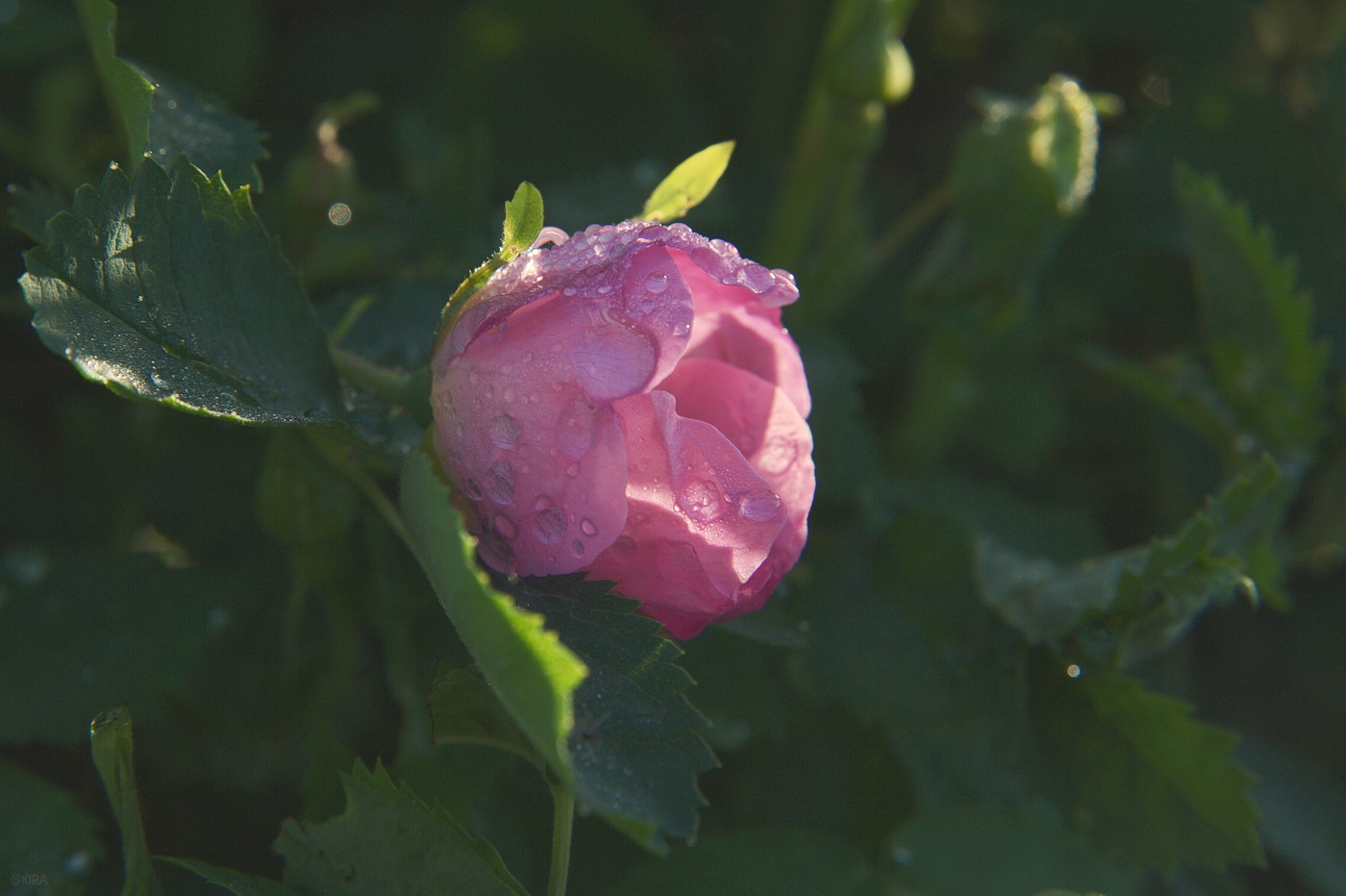 пробуждение