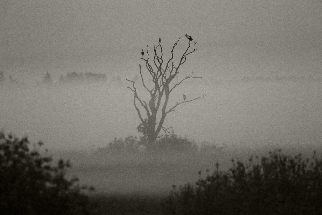 стелется туман