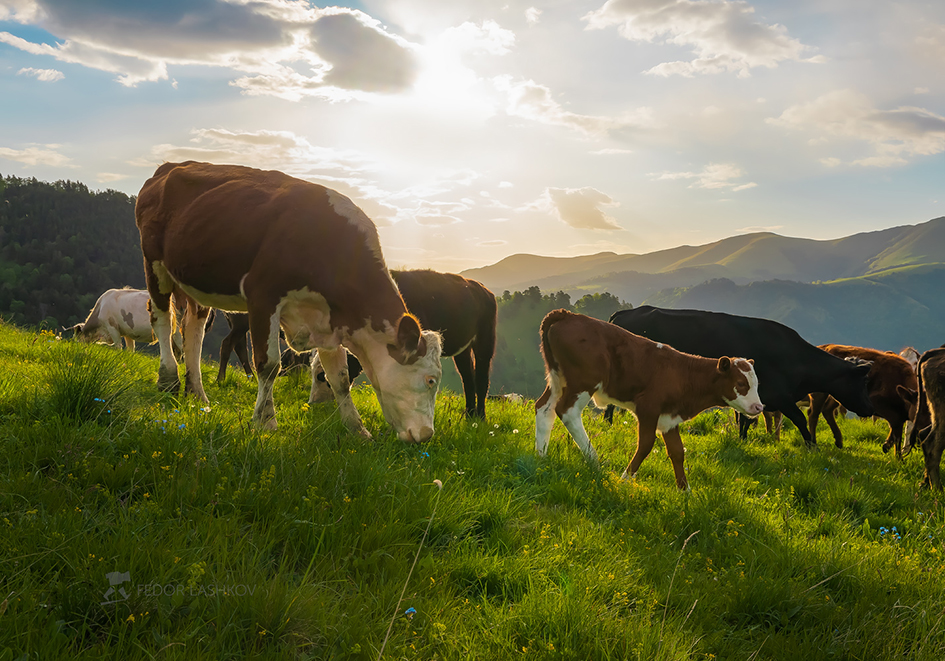 Коровы на горном лугу