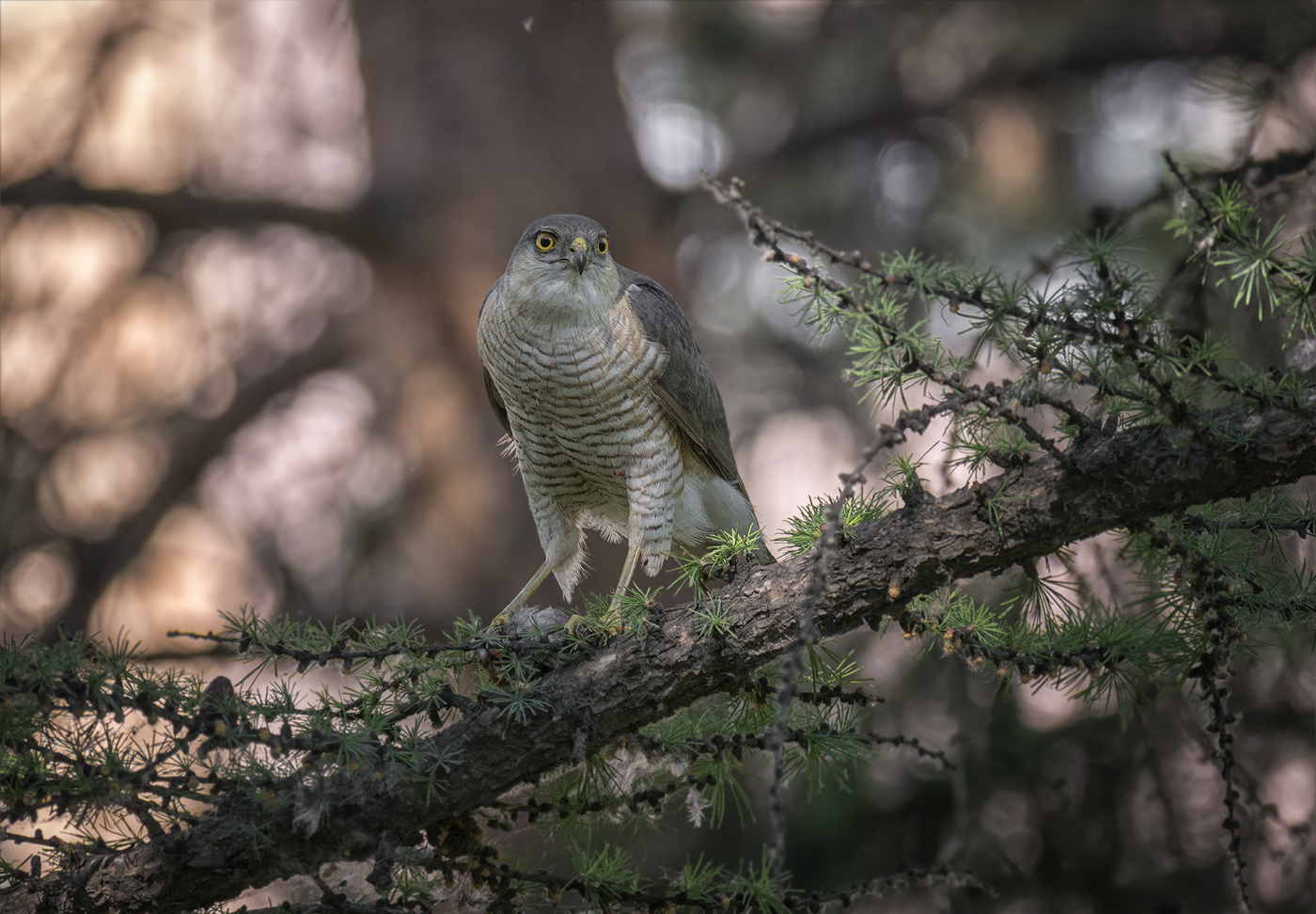 с охоты вернулся..