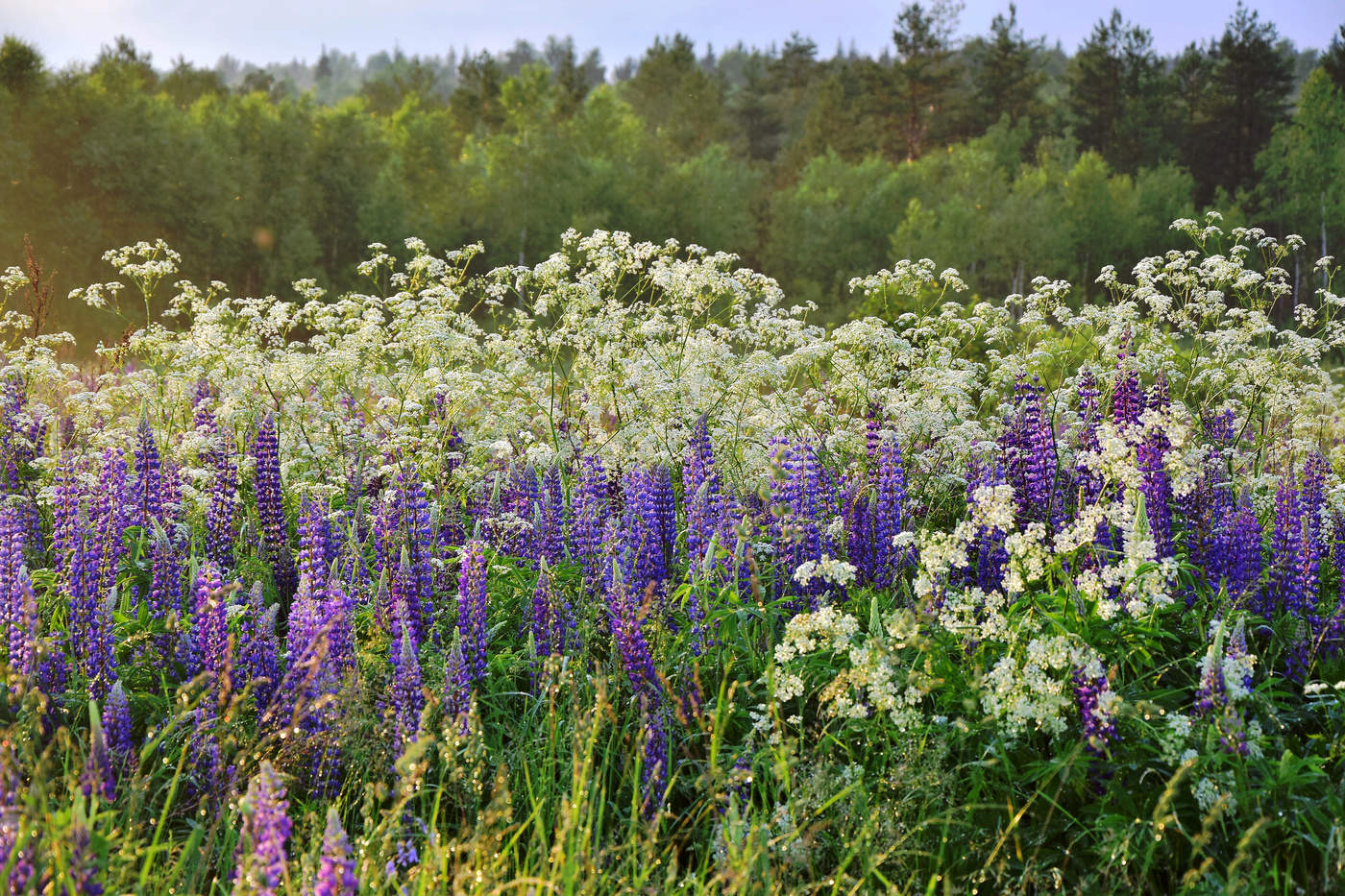 После дождя...