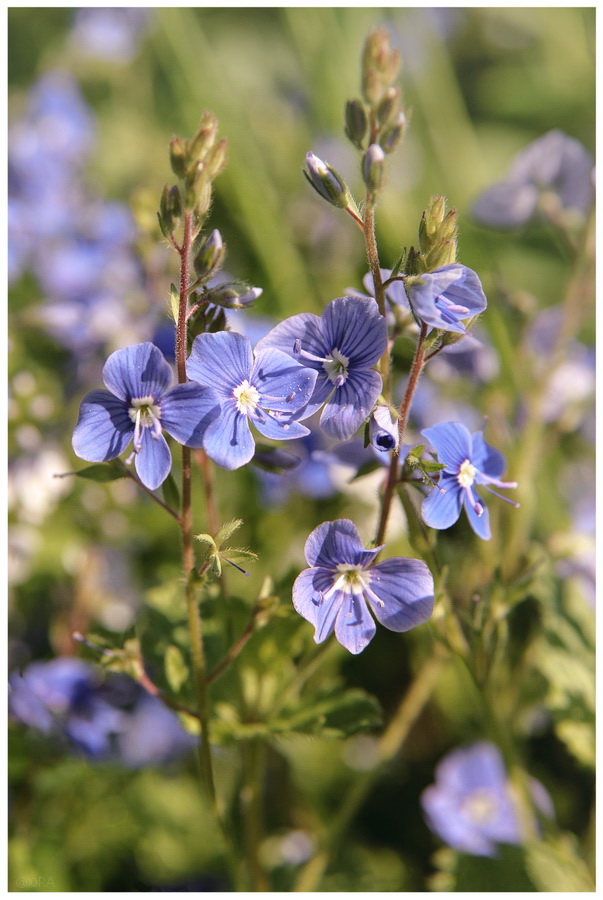 Увидеть Веронику в полдень