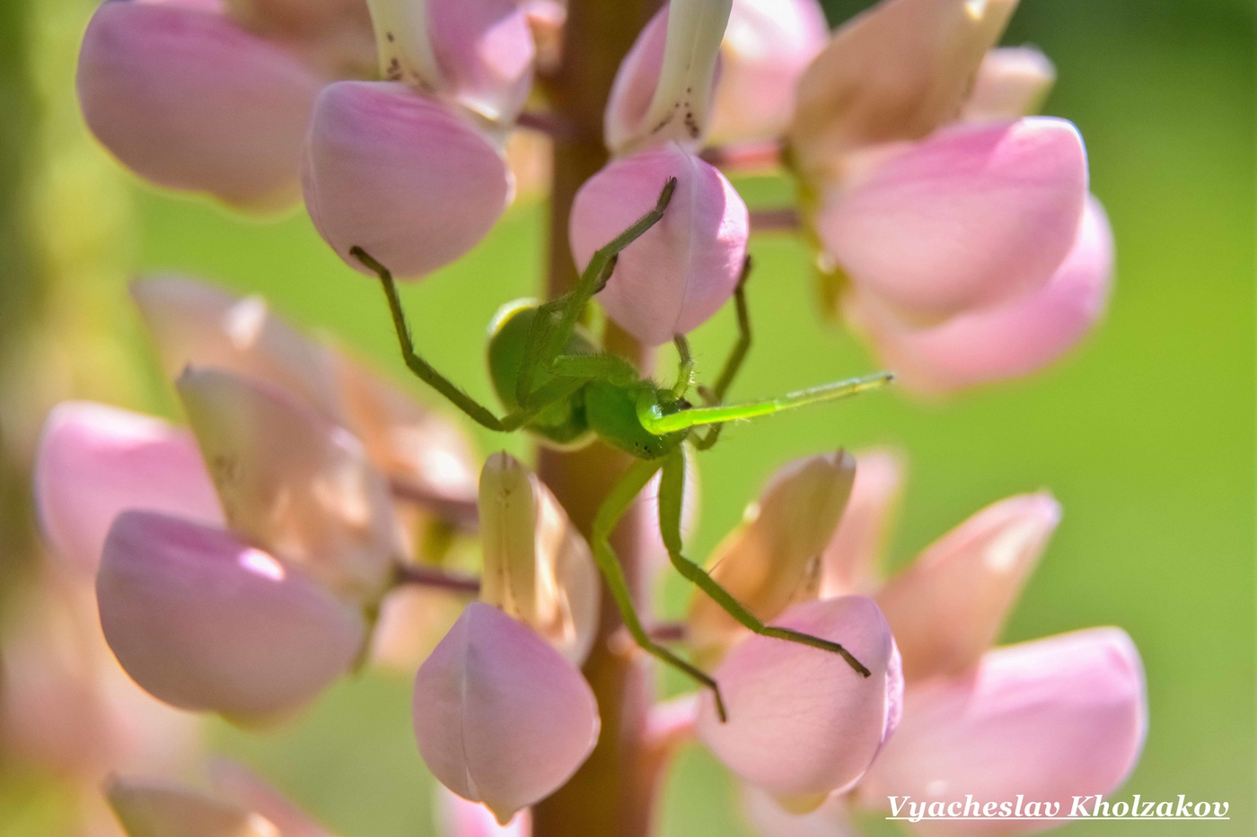 Зеленый паук на цветке люпина