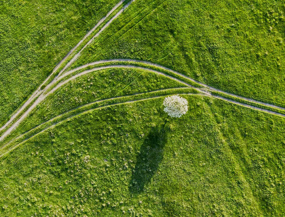 Груша цветет