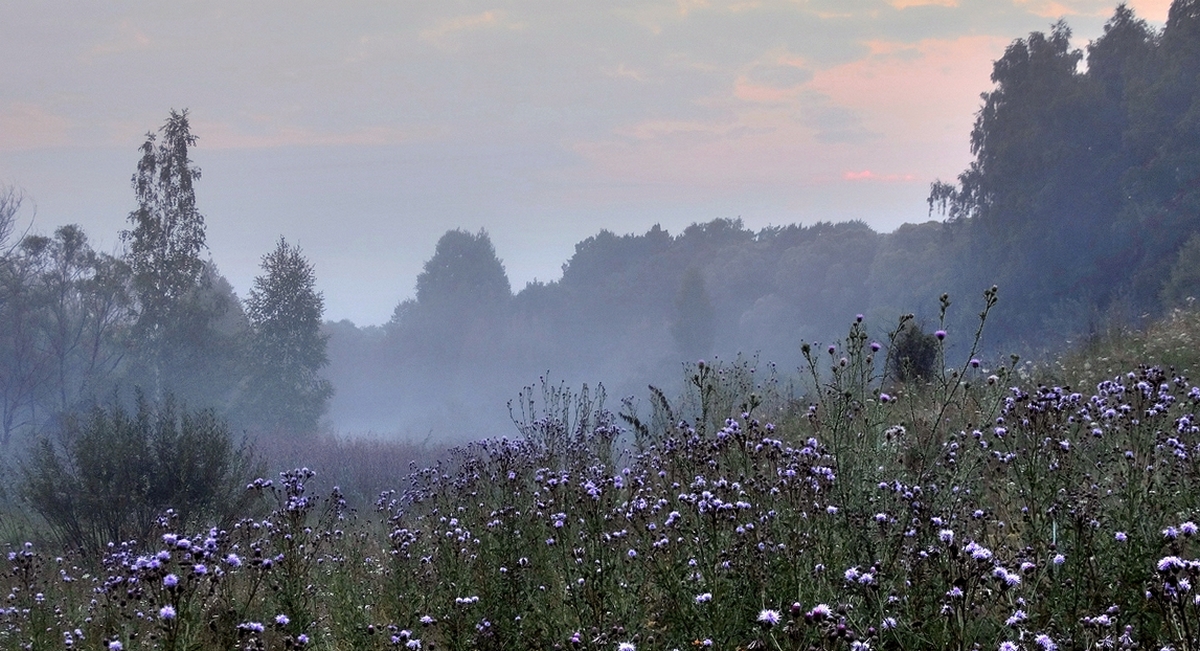 Летнее туманное утро