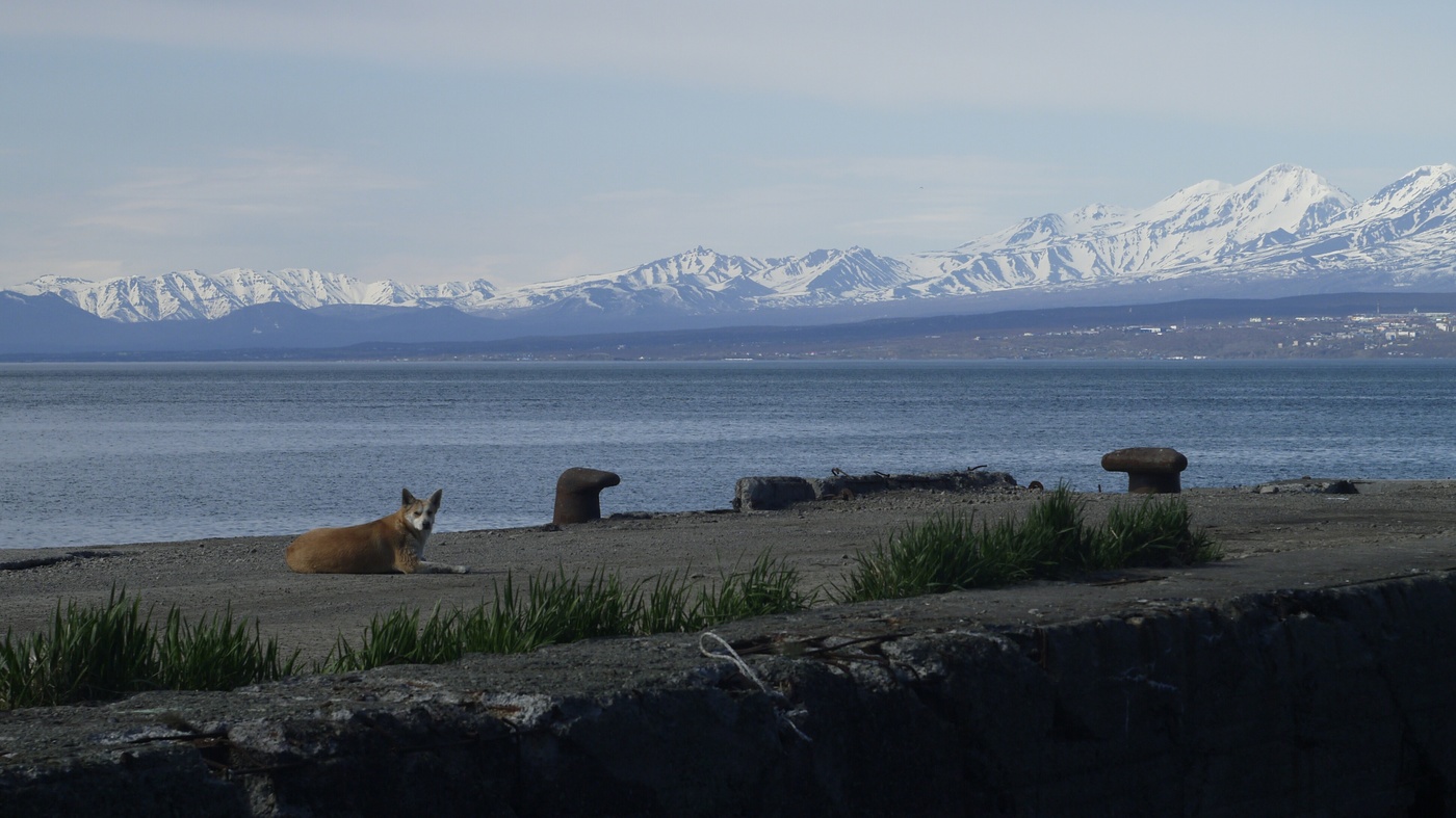 Камчатка рыжий пёс.
