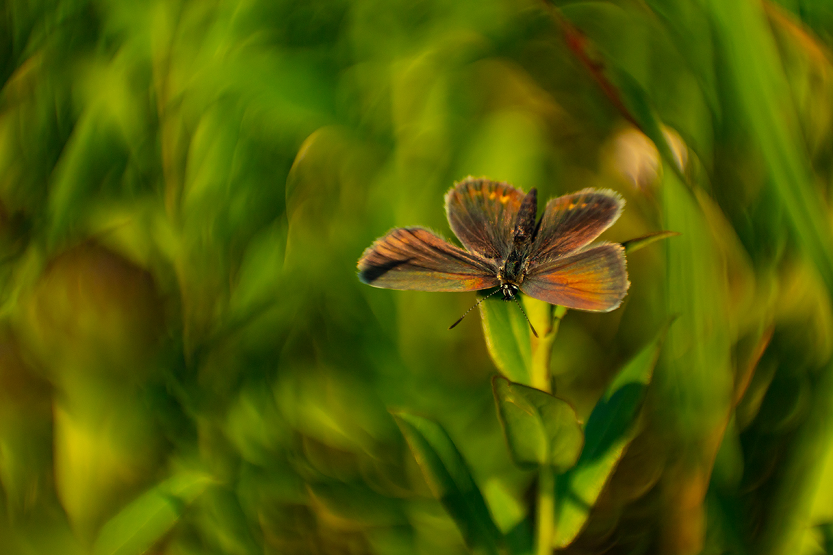 Вечерний перелив