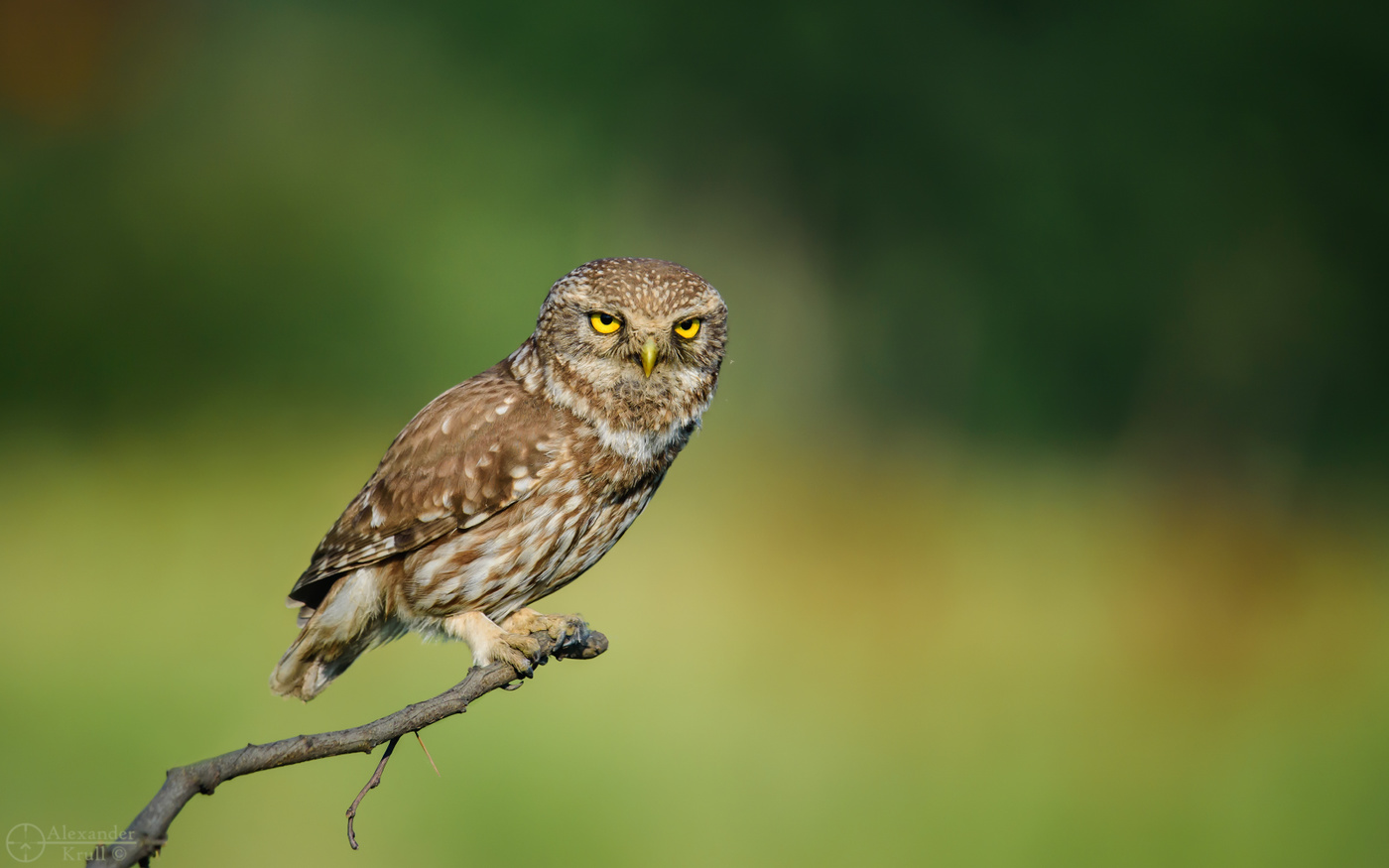 Утренний сычик...