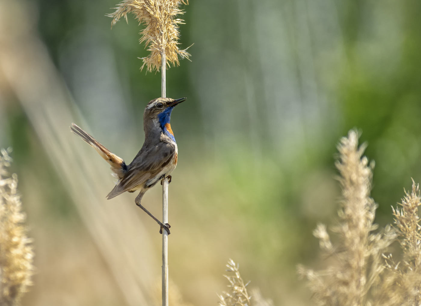 варакушка..