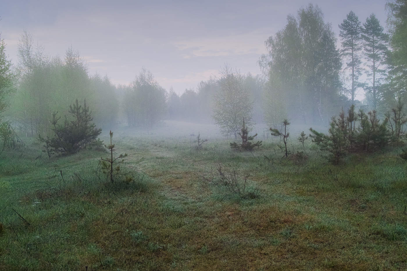 В лесу родились ёлочки