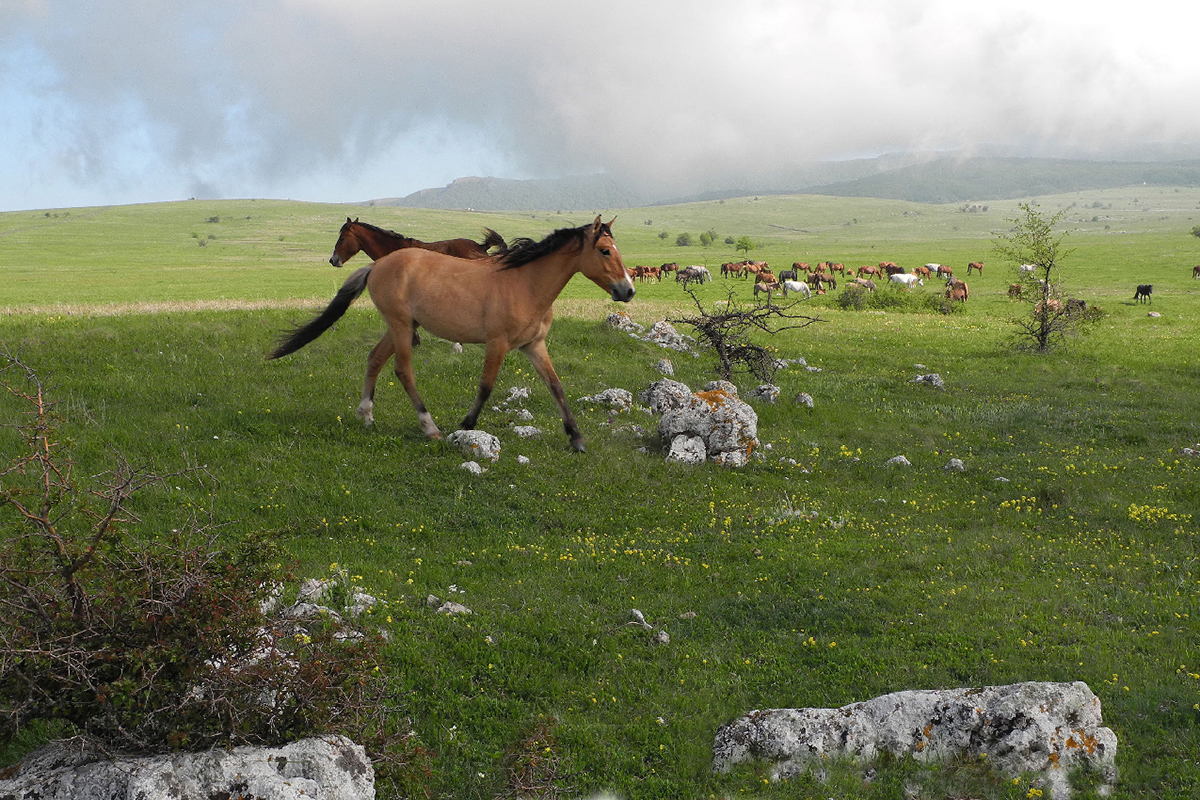 Высокогорье