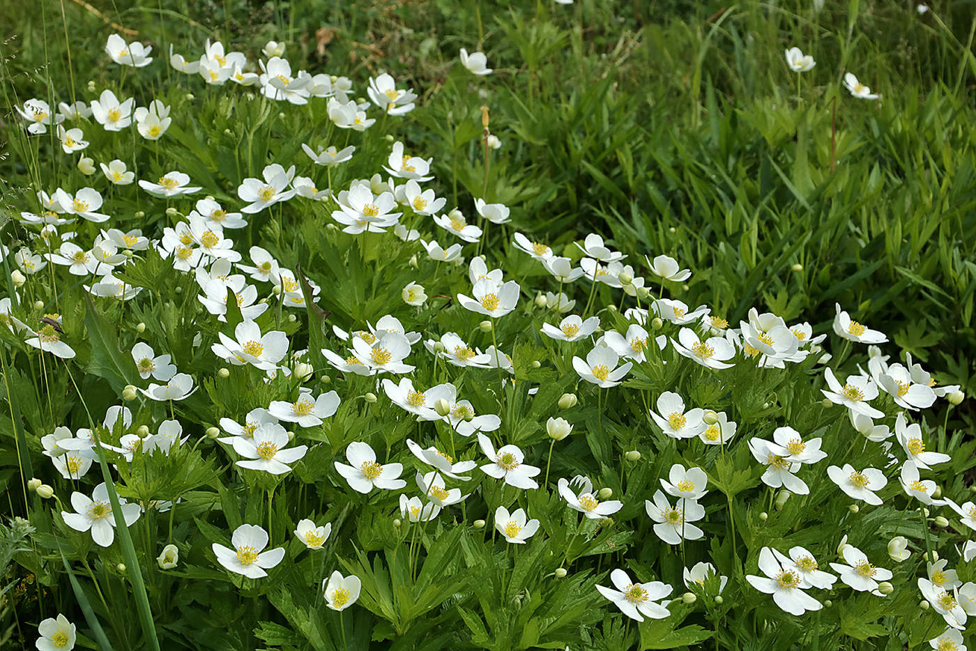 Поток белых "бабочек"