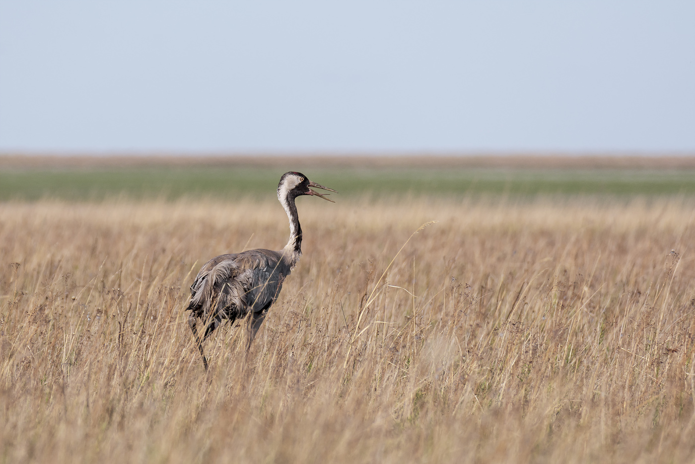 Журавлик в степи ..