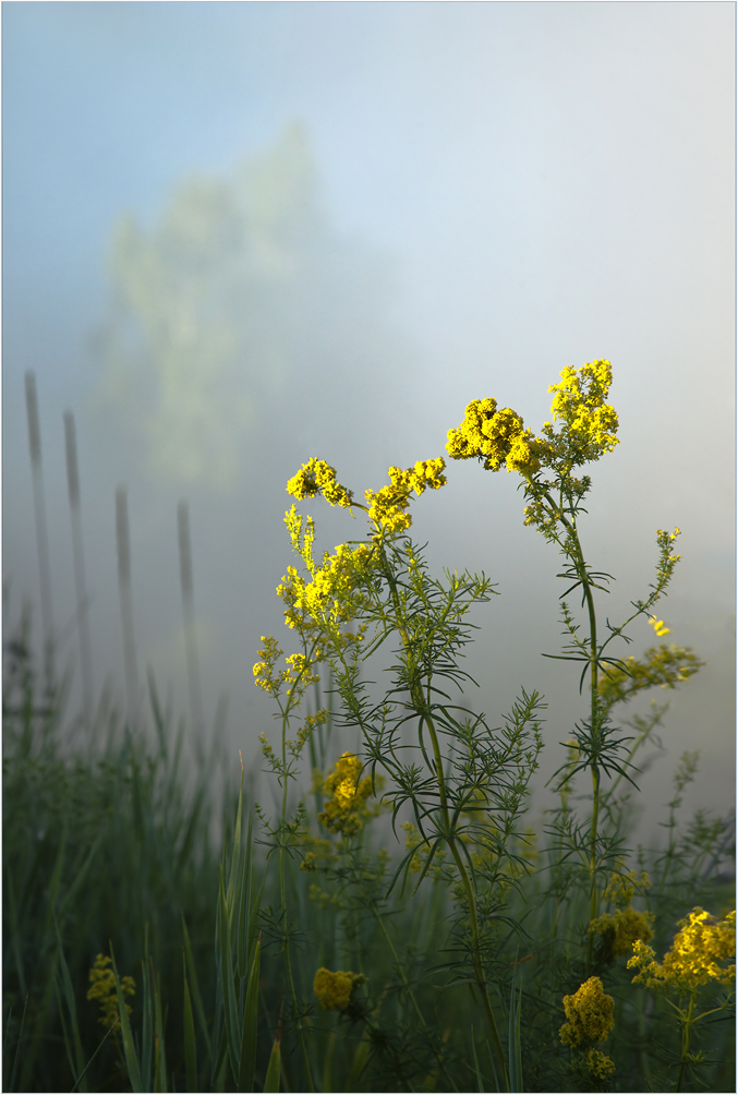Утренний этюд...