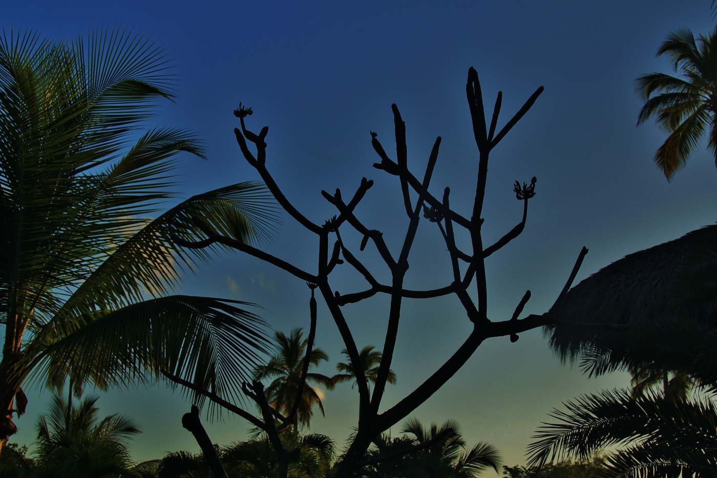 Тропические сумерки