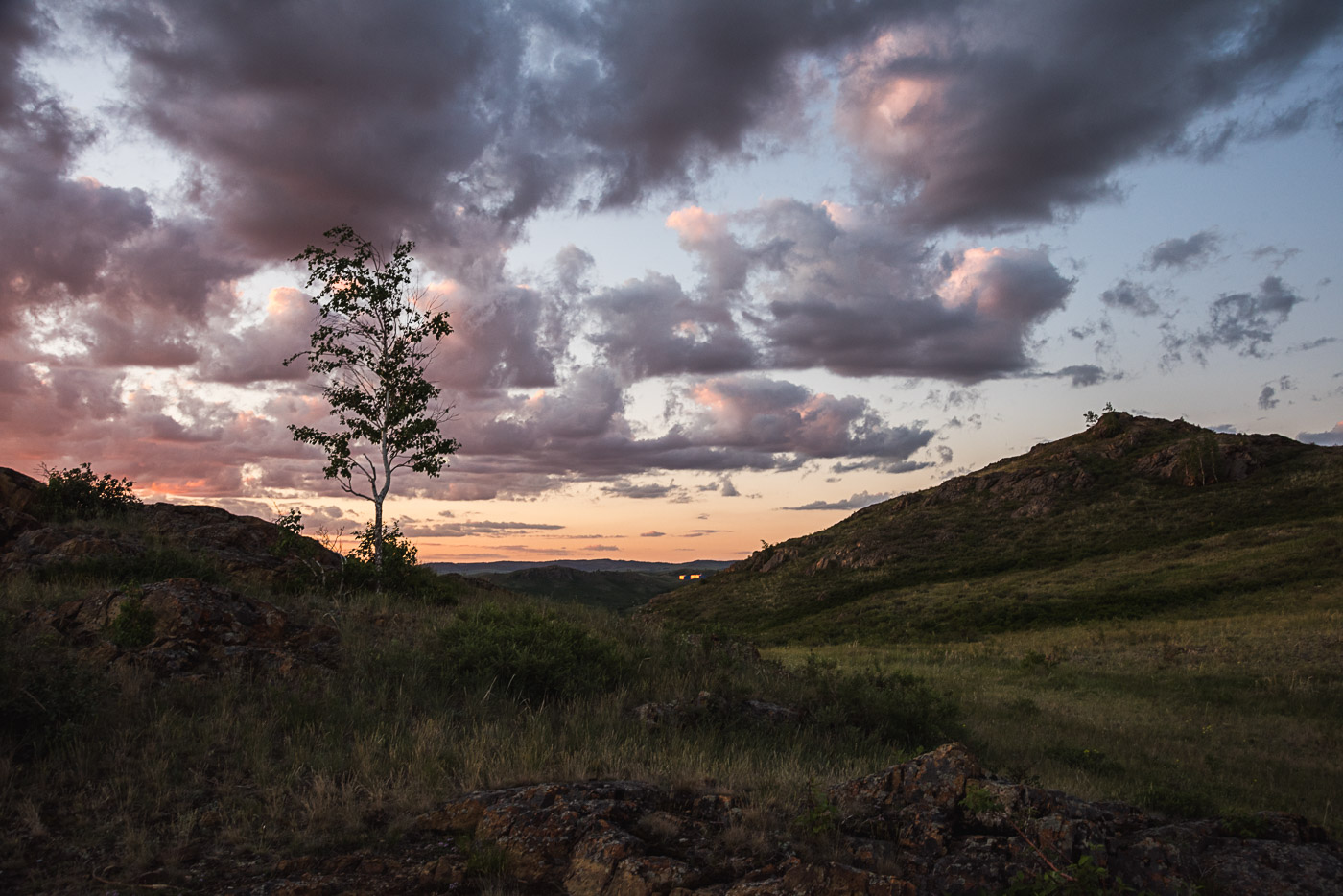 Молодая березка