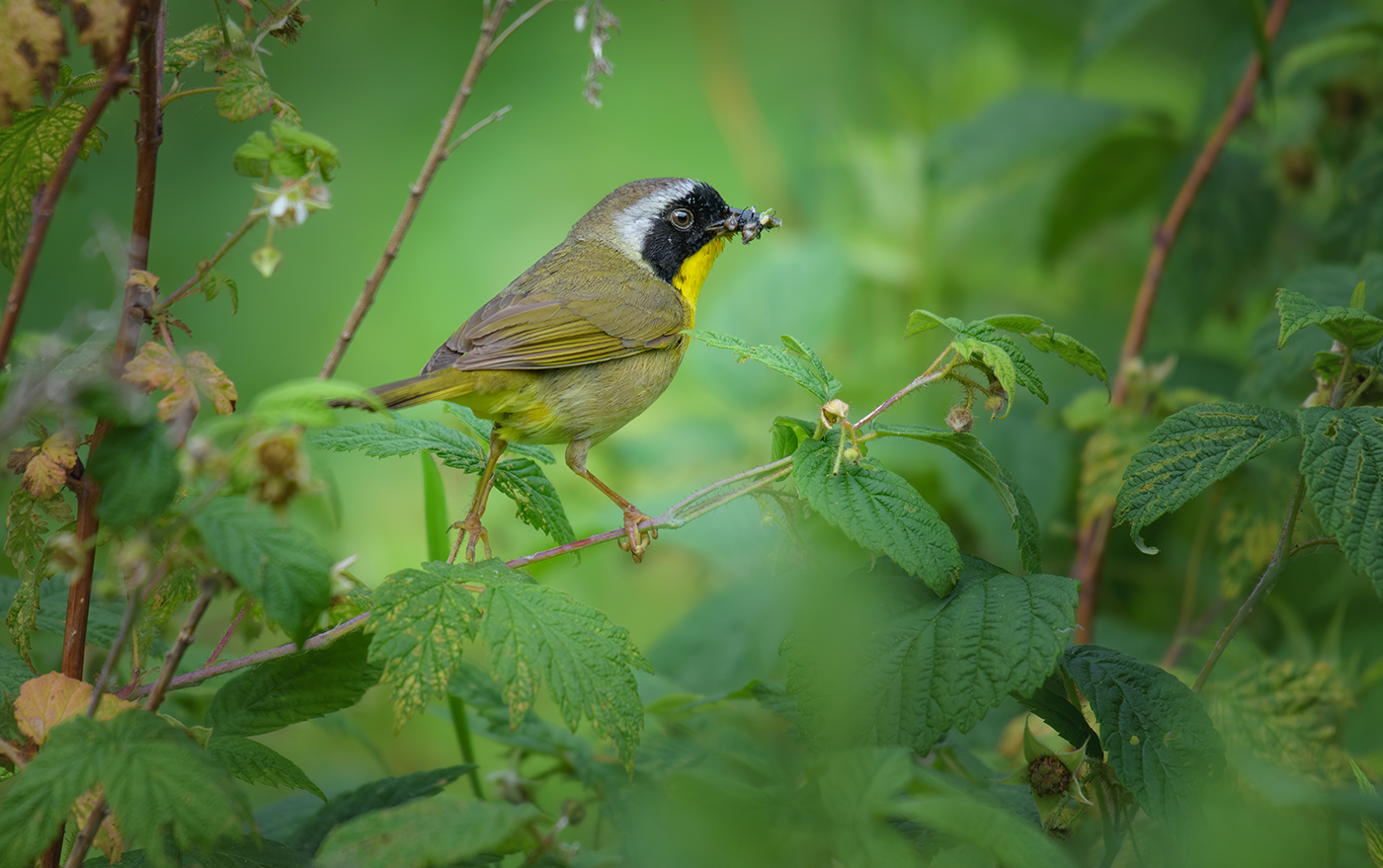 Common yellowthroat (male)