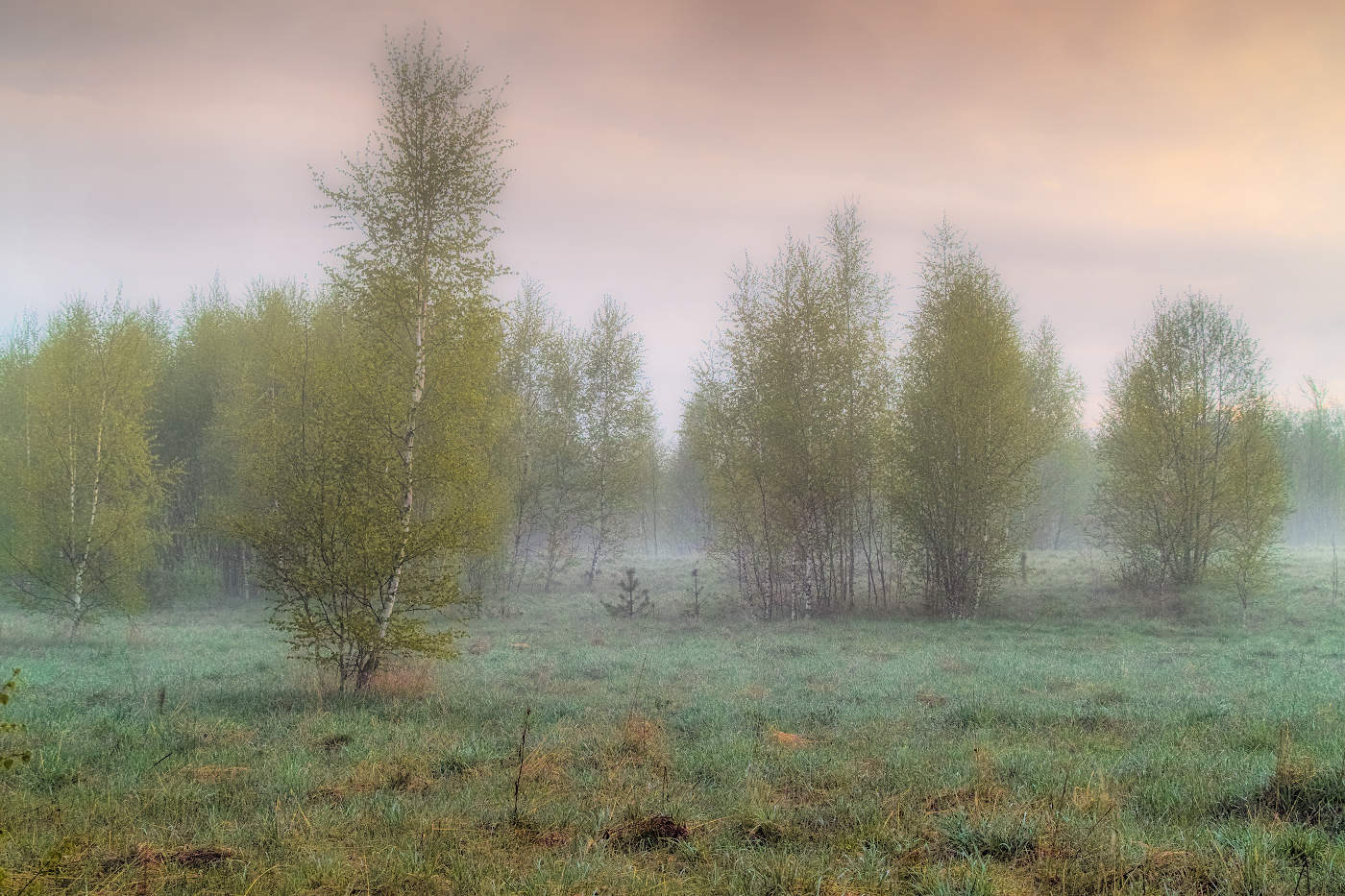 Берёзовый хоровод