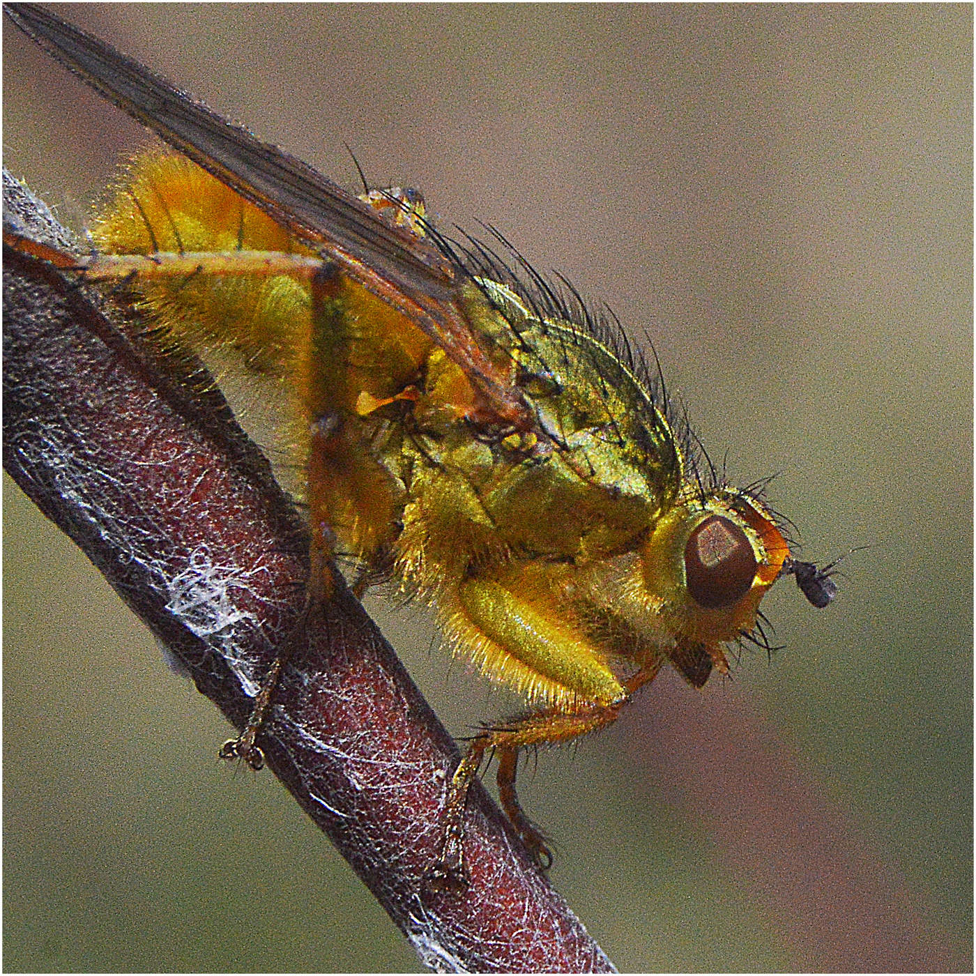 Диагональ падения.
