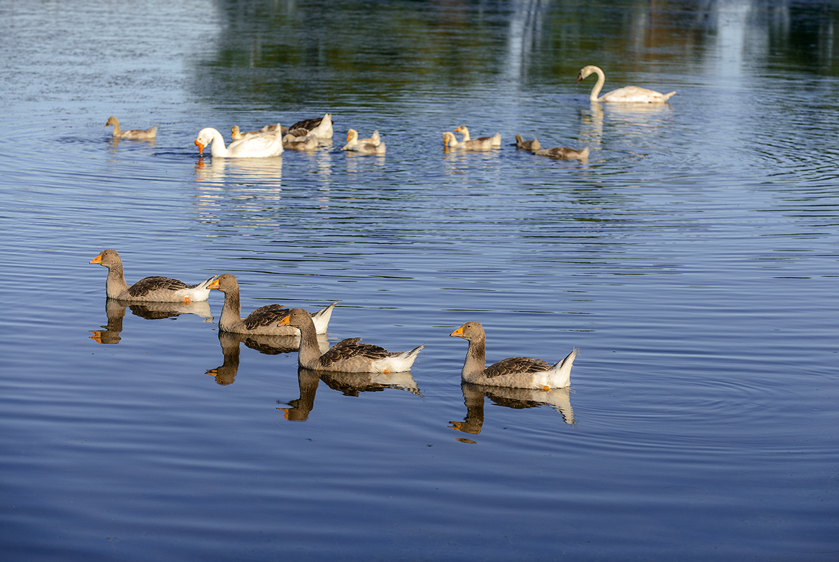 Сельский пруд...