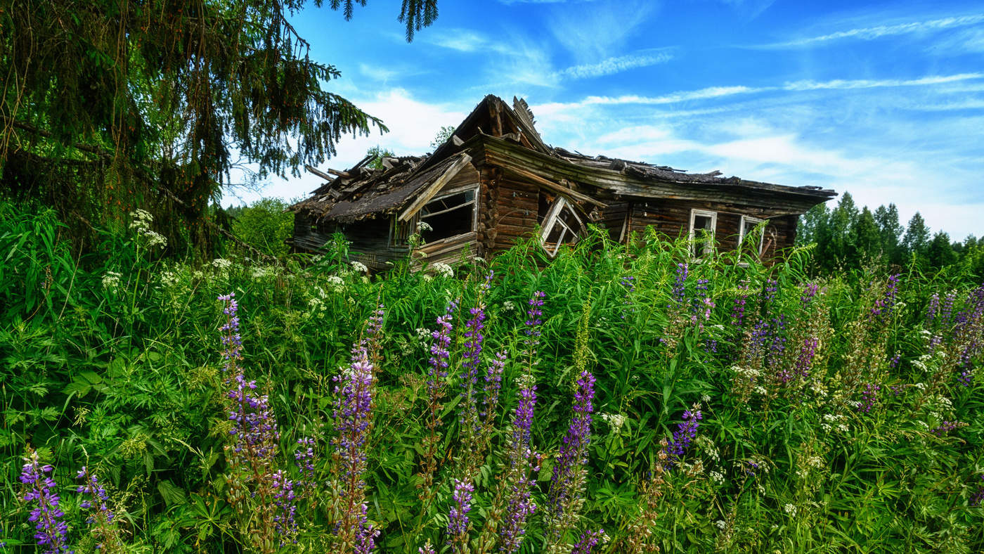 Жизнь вокруг