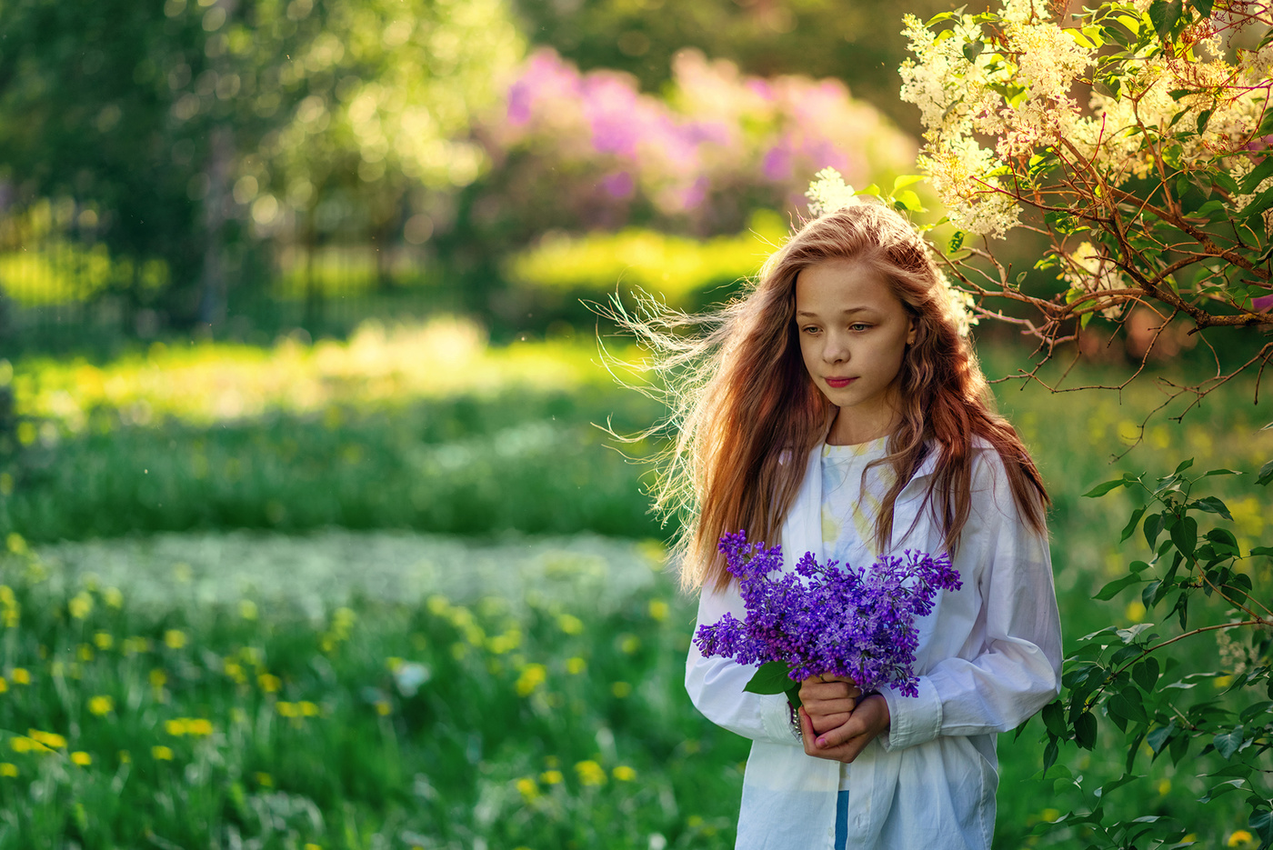 Разноцветная сирень