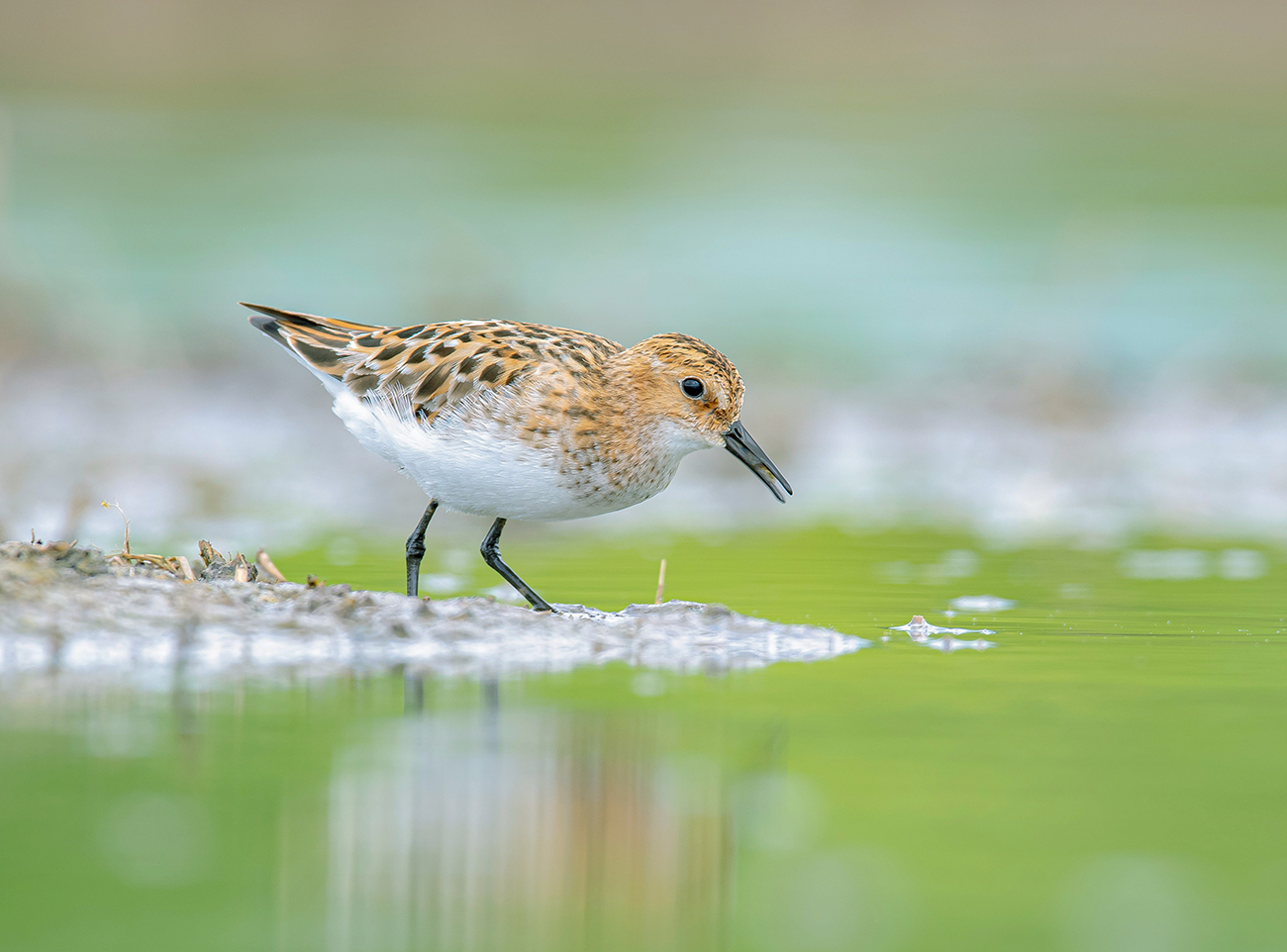 Кулик воробей