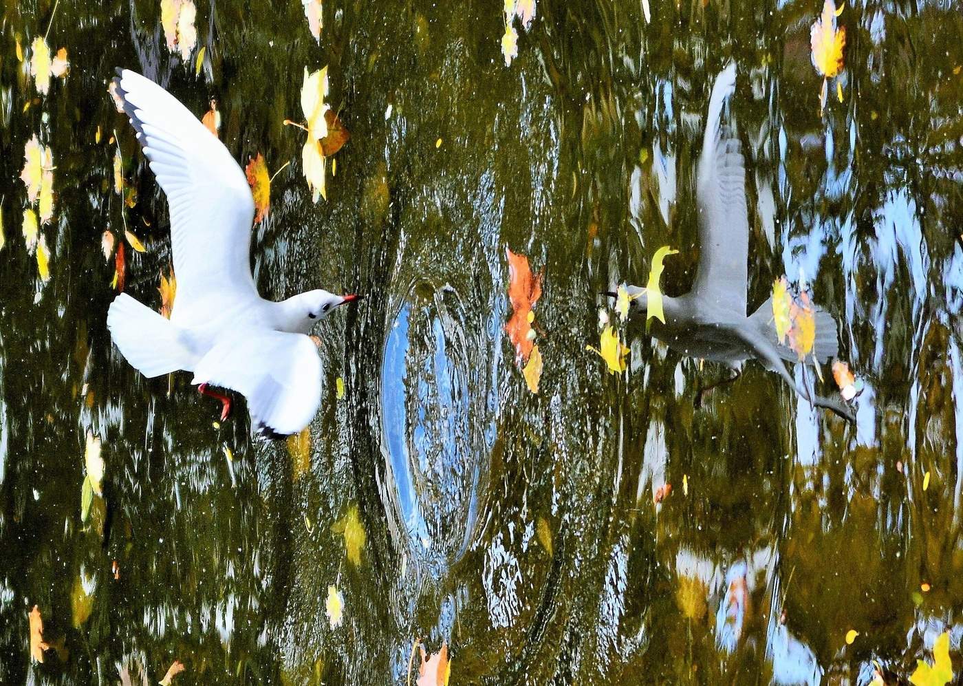 "Я озеру смотрю в глаза - в нем вижу отраженье..."