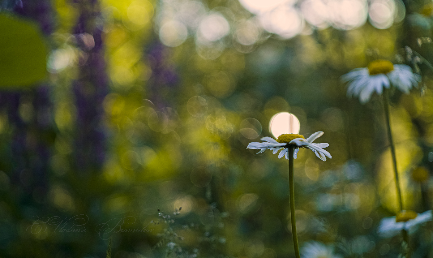 Присело солнце отдохнуть