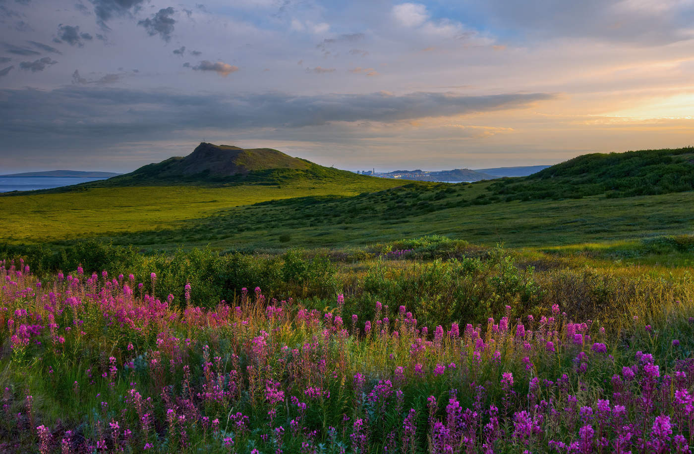 Вечерний иван-чай