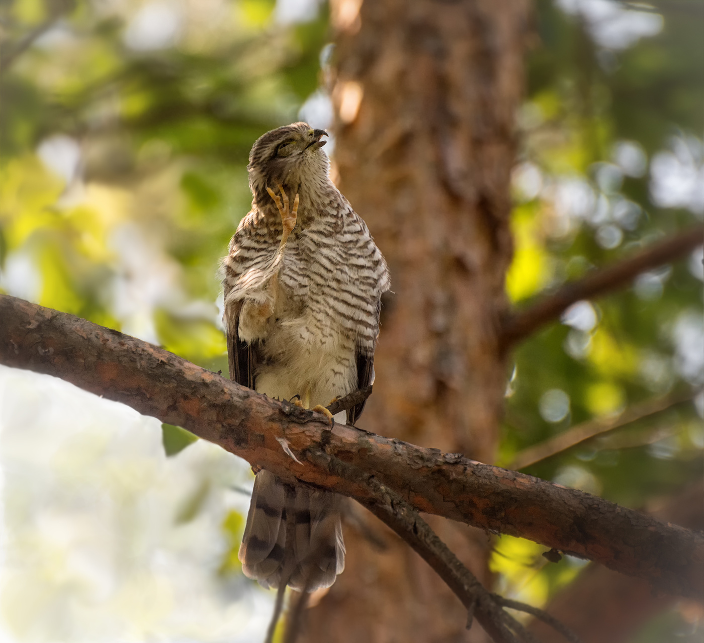 Сейчас чихну..!