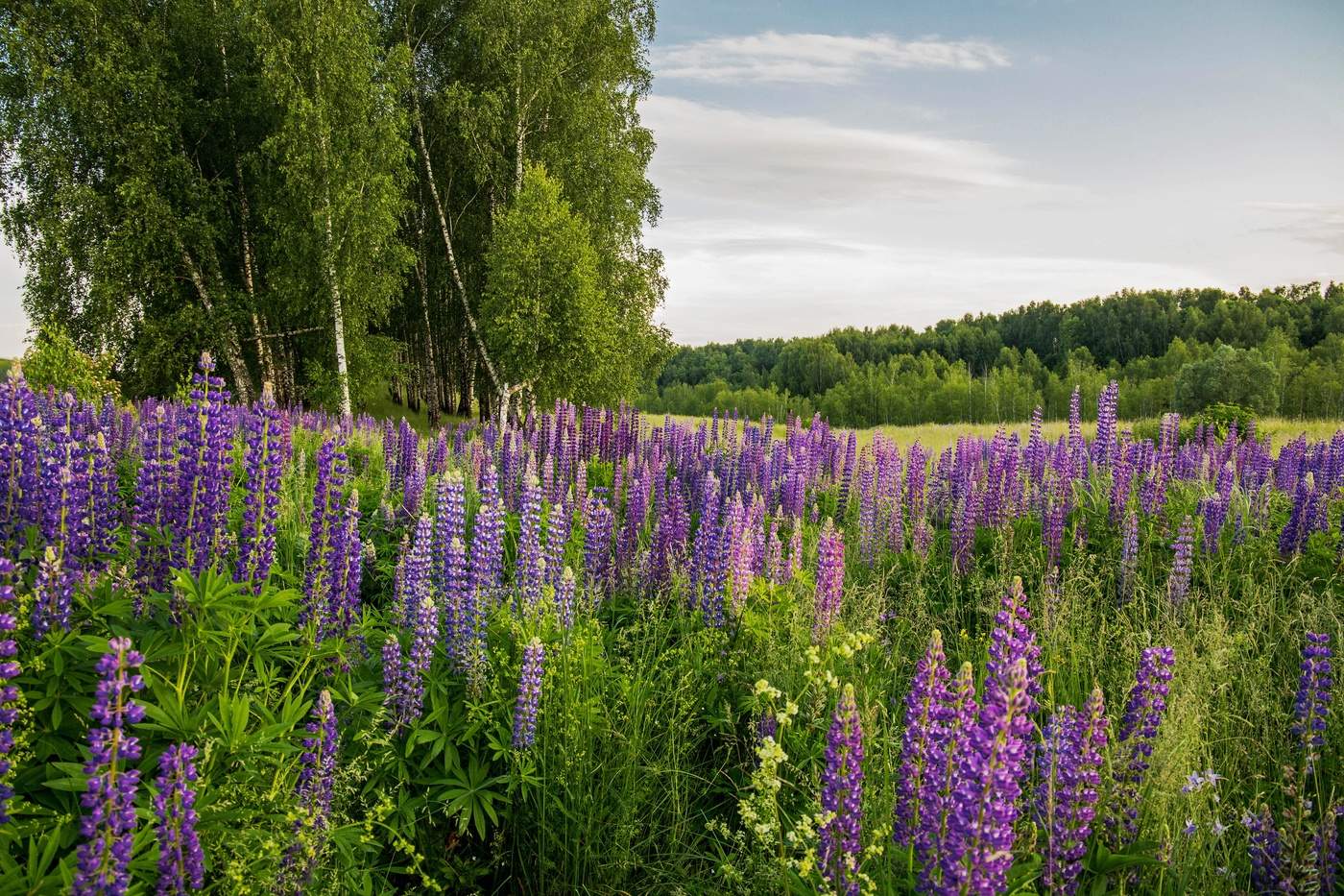 Люпиновая пора