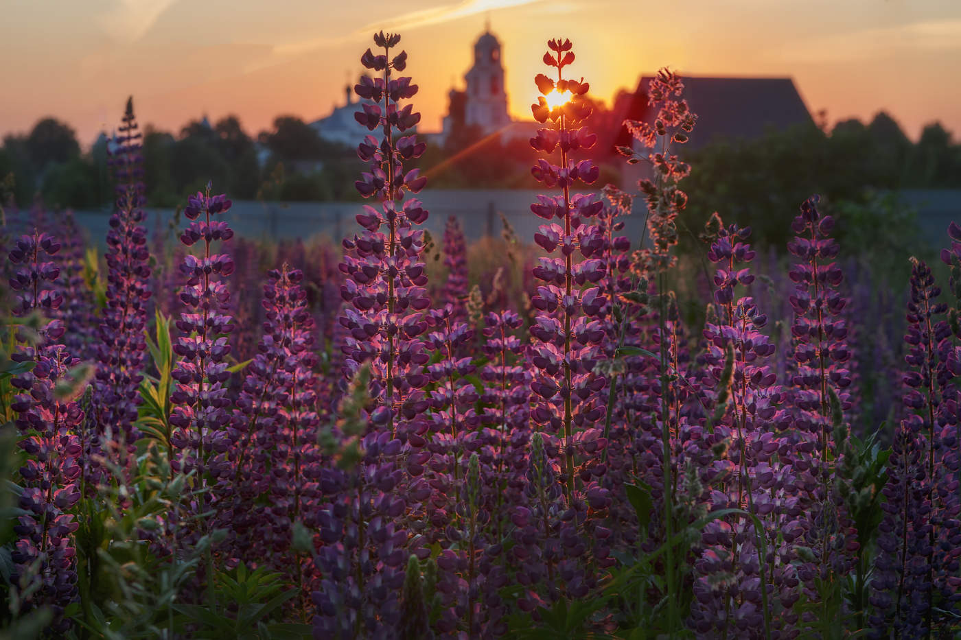 Люпиновый цвет