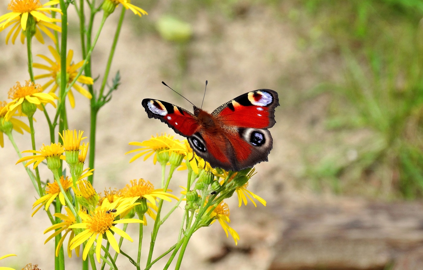 Нектарщица