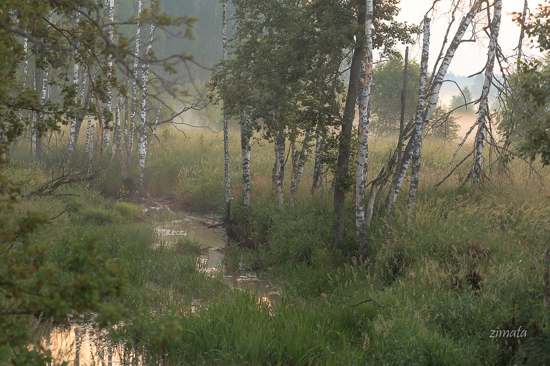 Летнее утро