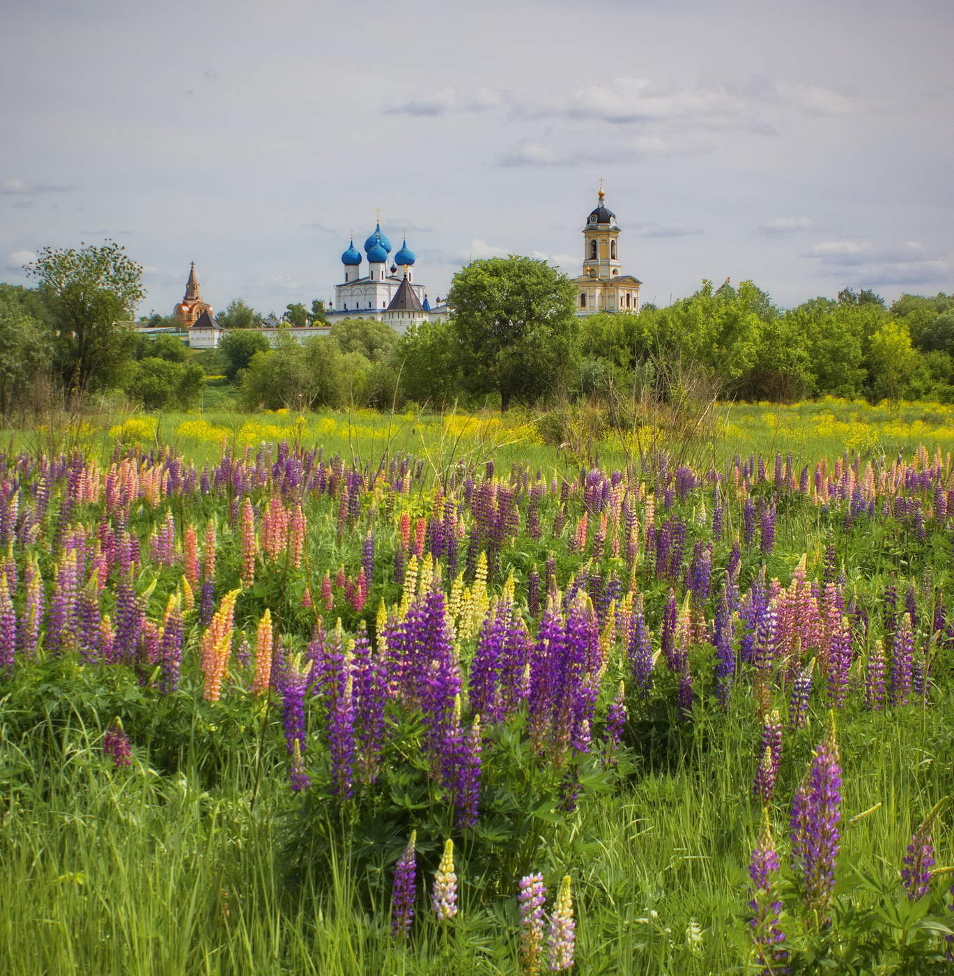 Сезон люпинов