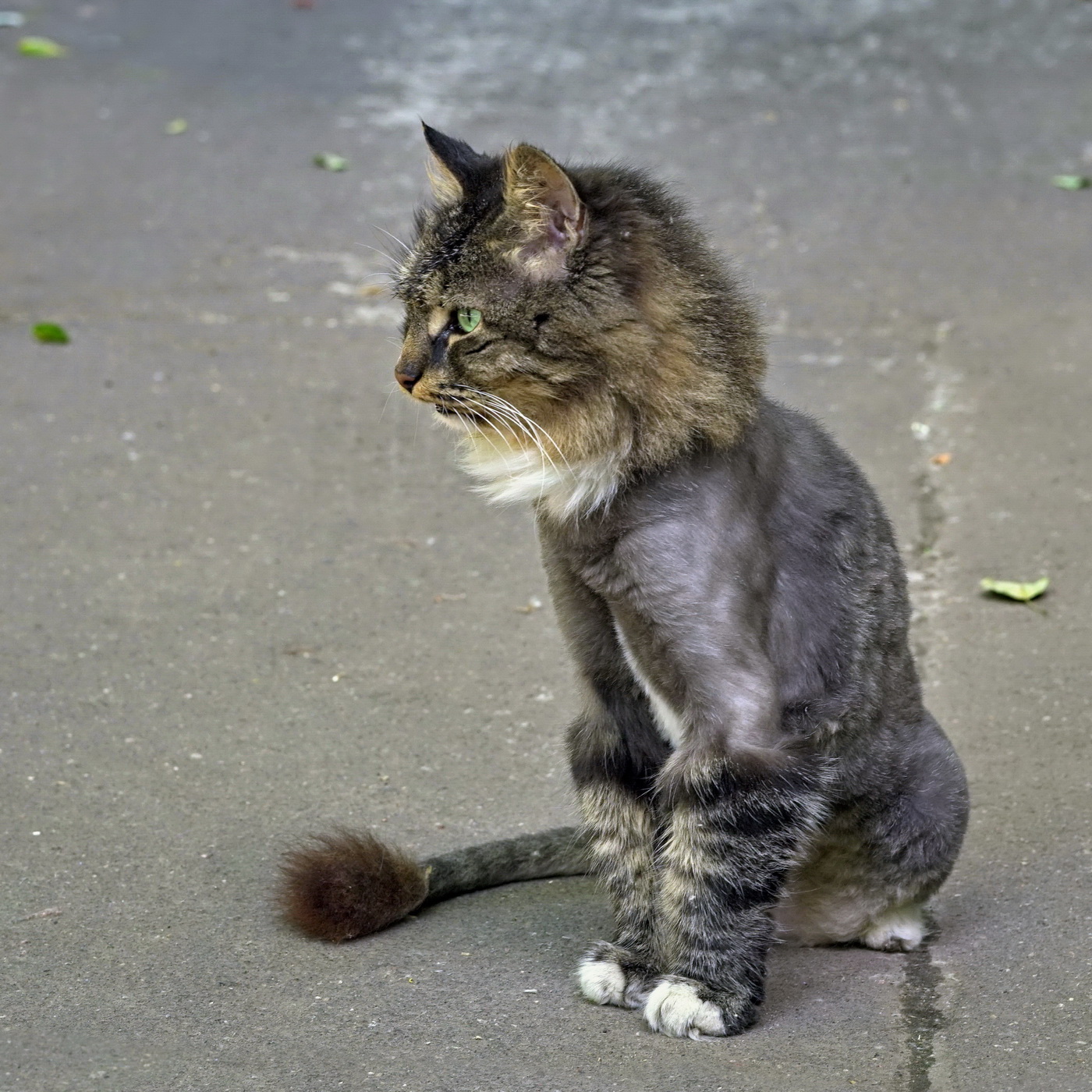 Московский лев