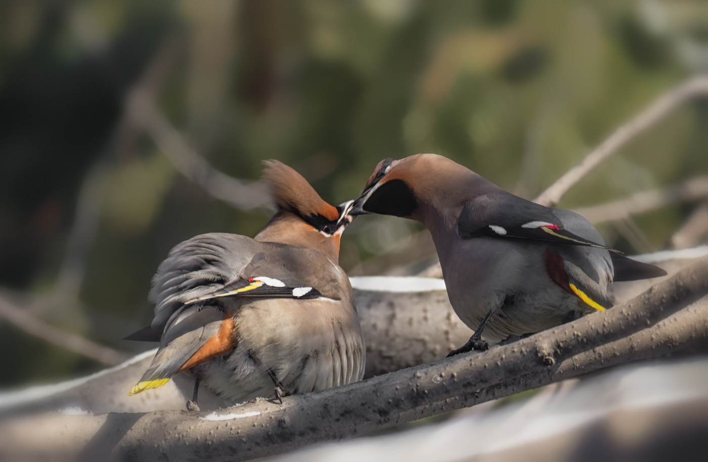 конфетно - букетный период у свиристелей