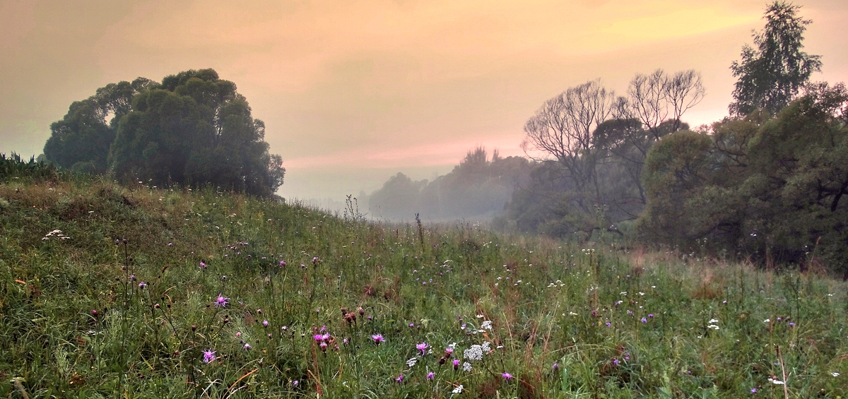 Туманное утро после дождя