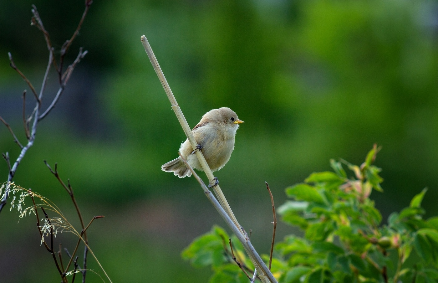 Малютка ремез