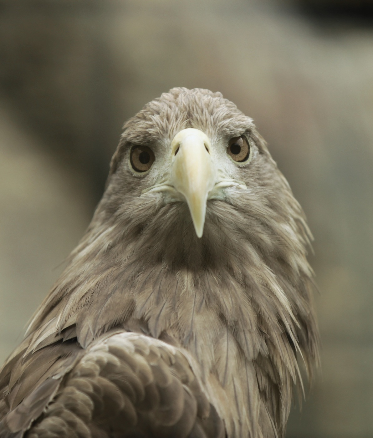 Глаза в глаза…