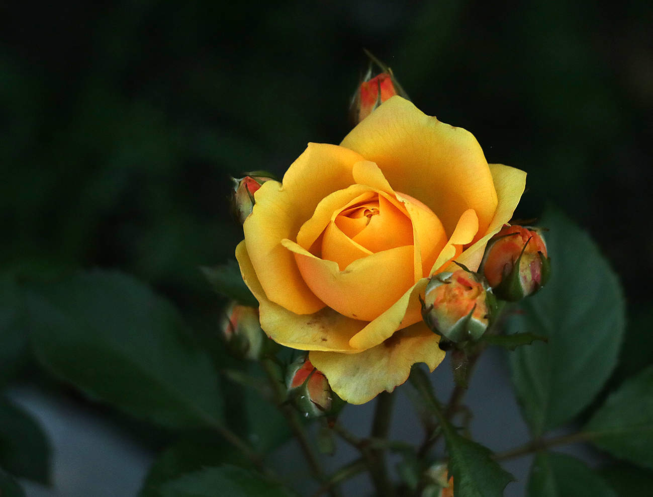 Красавица под моим окном