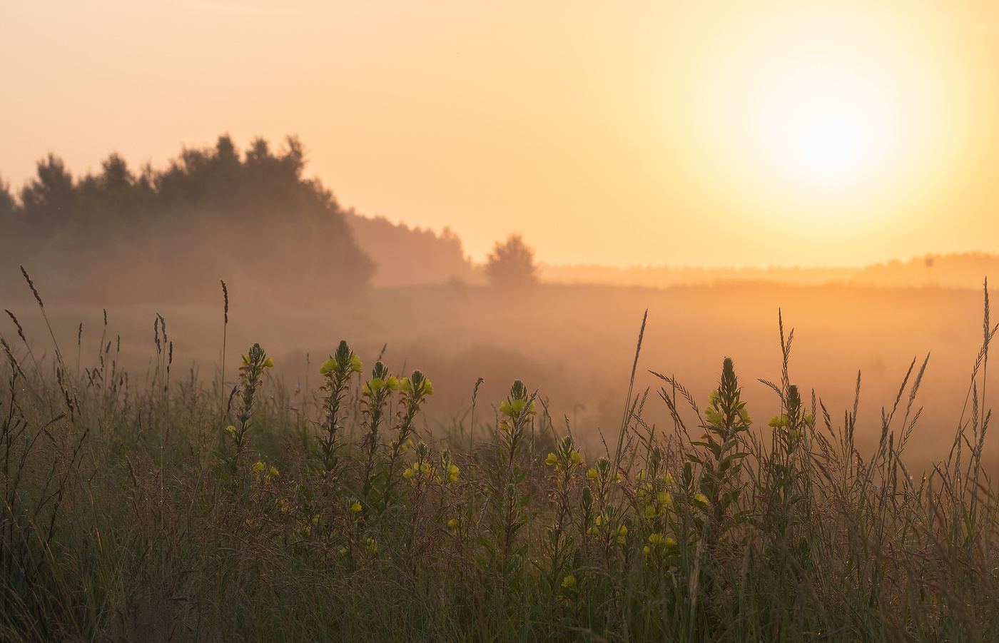Летнее утро