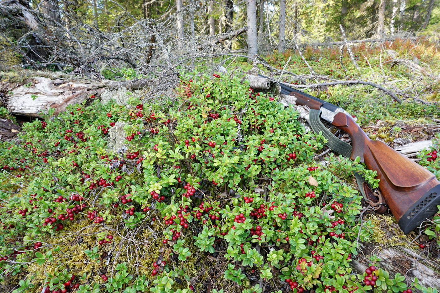 Брусничник