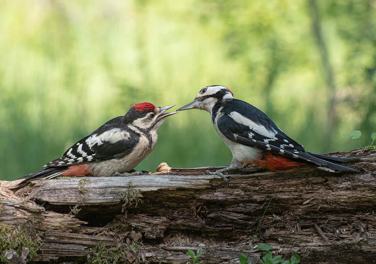 Отцы и дети.