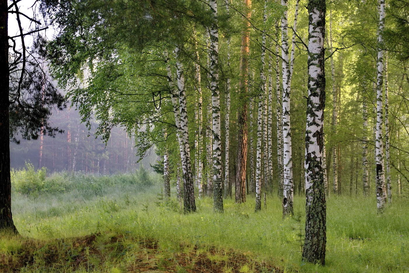 *Утренний лес.**