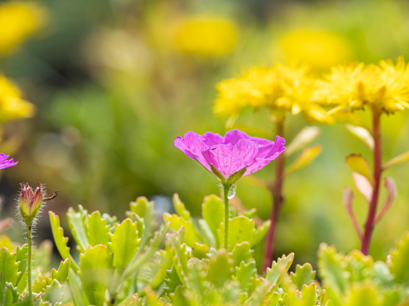 Летние контрасты