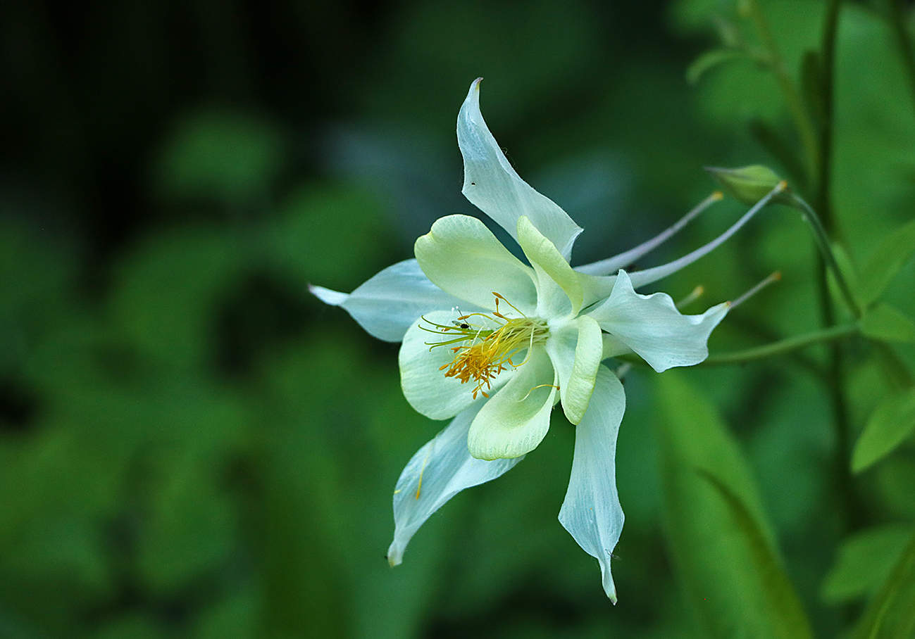 Балеринка-аквилегия